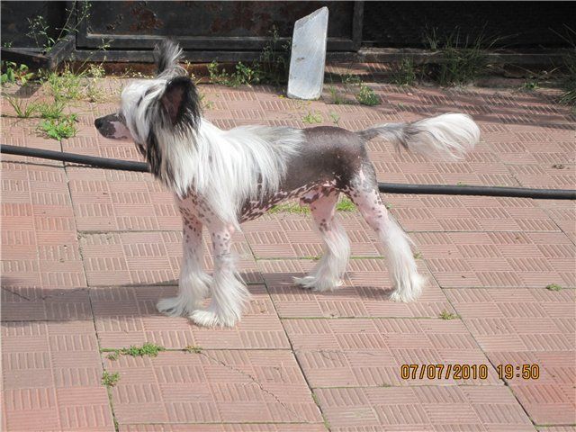 Sky Miracle Lux Show Man 