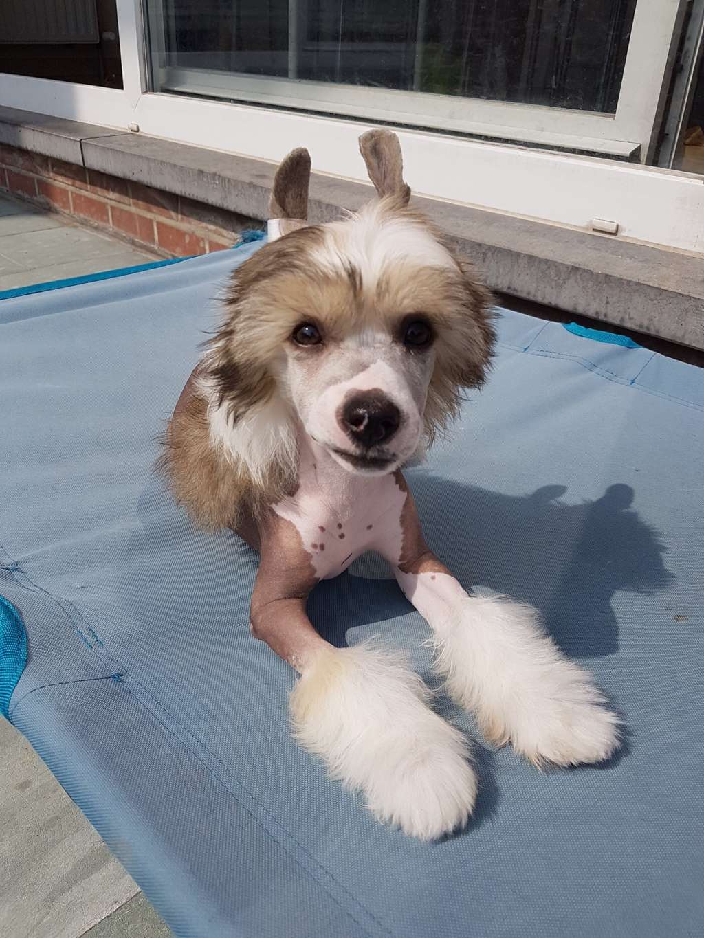 Qwispel of the loving dols