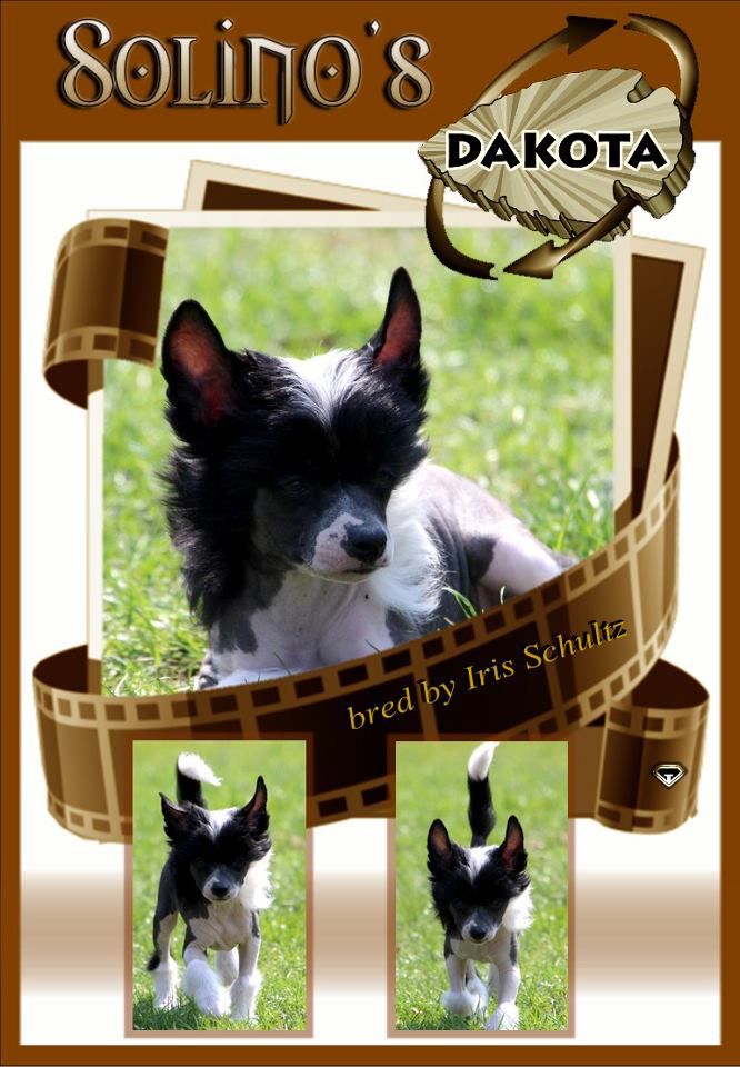 Solino's Dakota