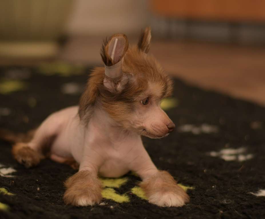 HitLine Ltd Tiger Lily