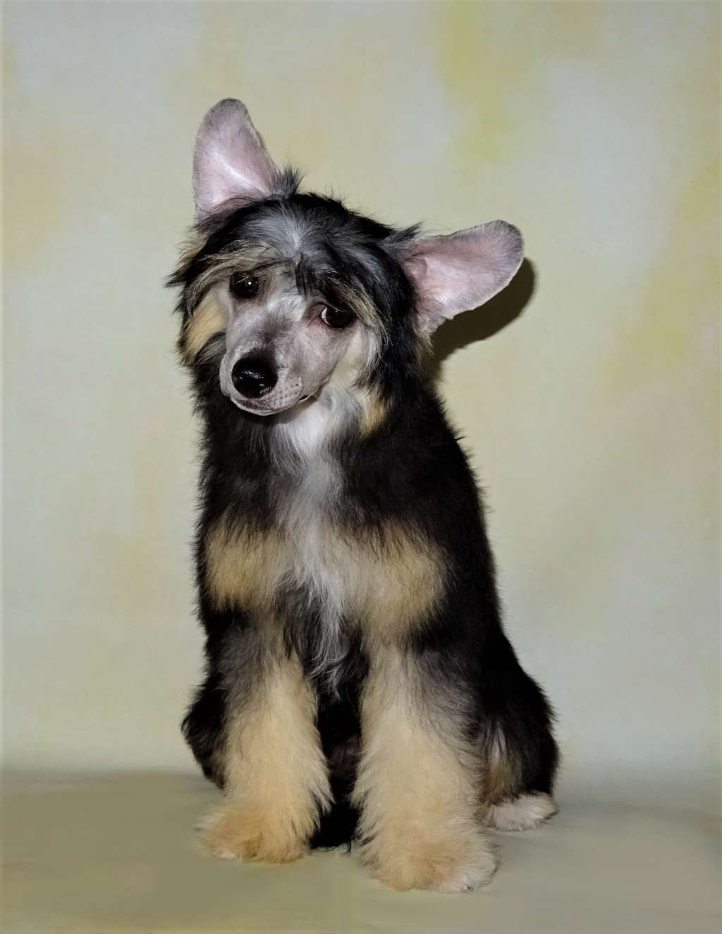 Jasmine Diamond of the Night