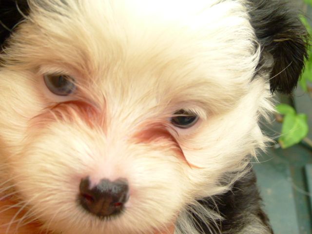 Maàlablya's Fairy Taler