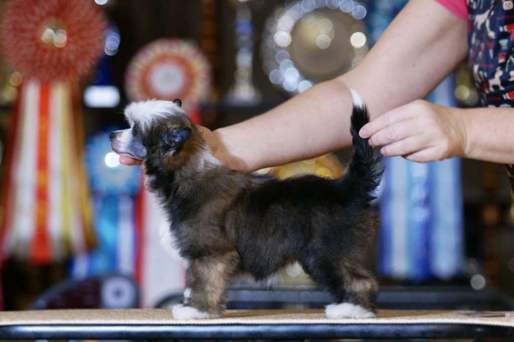 Incanto Del Mondo Zowie