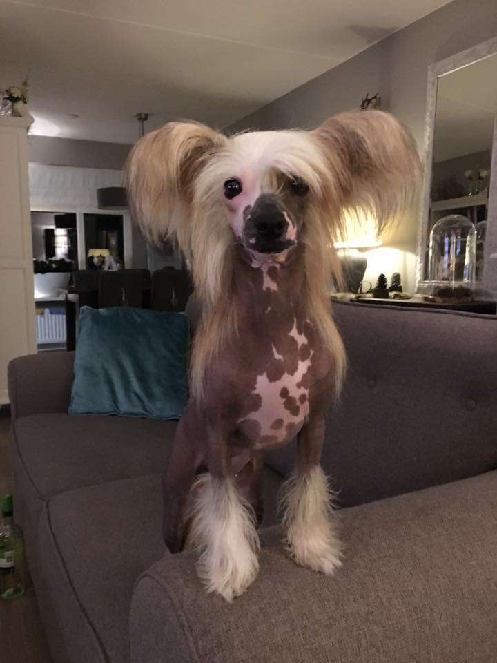 Gotowa Na Wszystko Pretensja