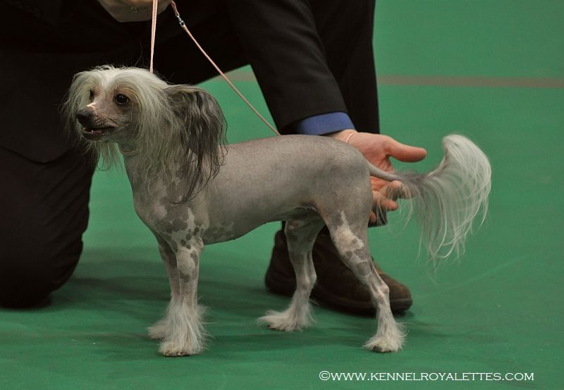 Calibra's Hair-raising