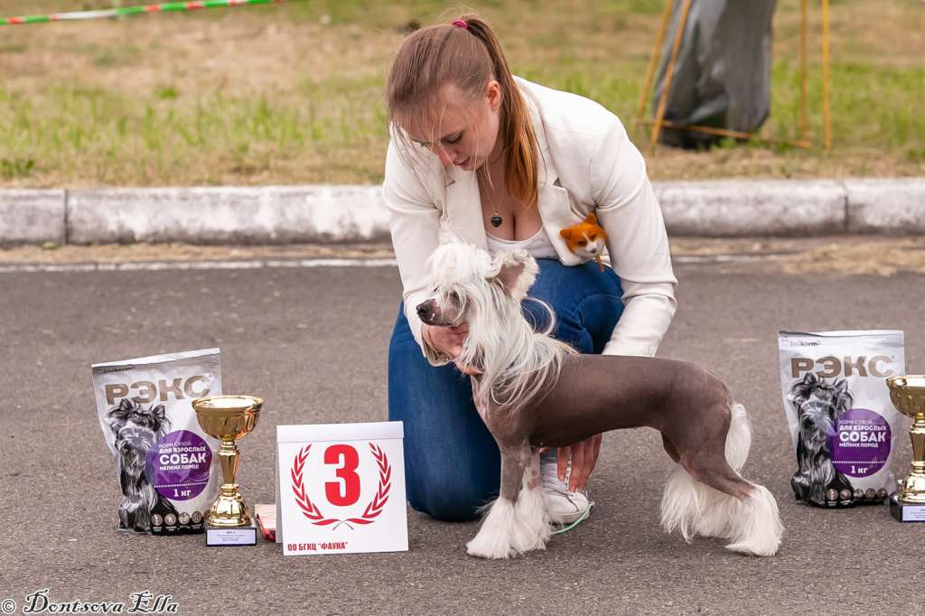 Arabi iz Sozvezdiya Khana