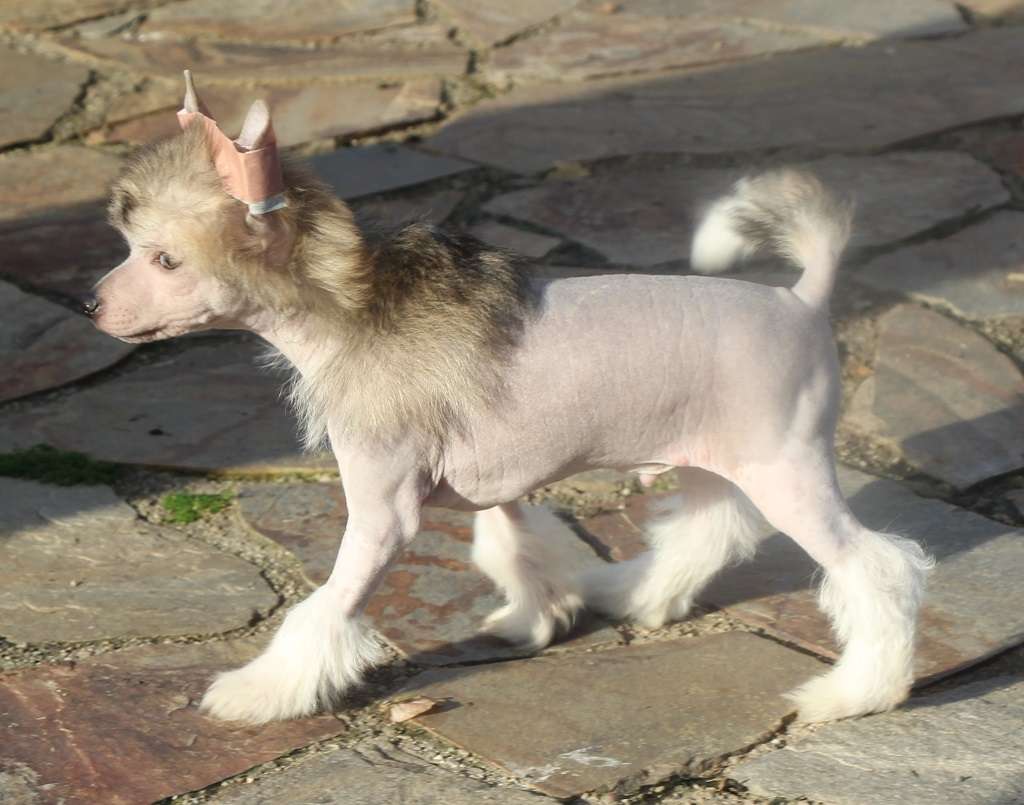 Weepy sweet de Almamasan