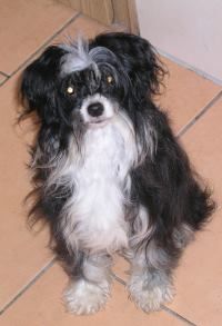 Jagodka Chrustowianki