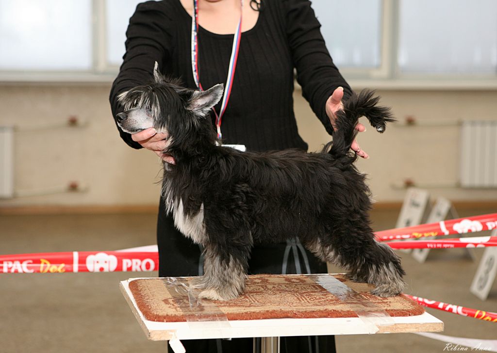 Dogland Happy Citron