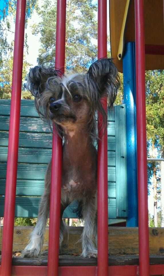 Marachinos Razina Exclusive