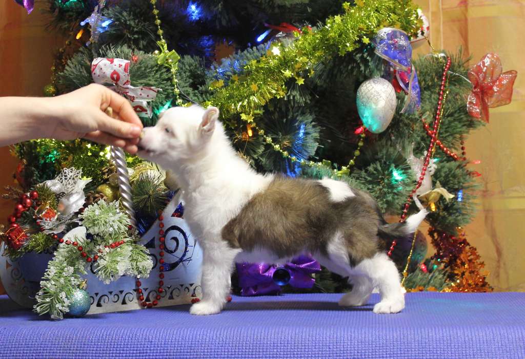 Via Della Seta Jeannette