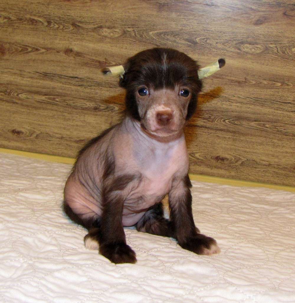 Bi-lav Plus Sonata Chocolate