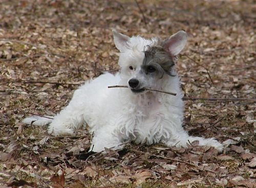 Twice As Nice Deal Me In