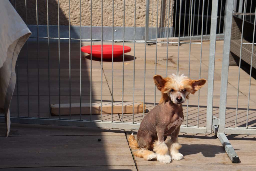 Luch's Black Guardian Chiyoko