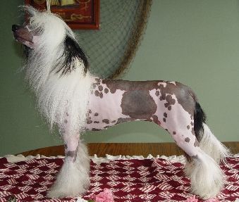 Crest-Vue's Secret Indiscretion