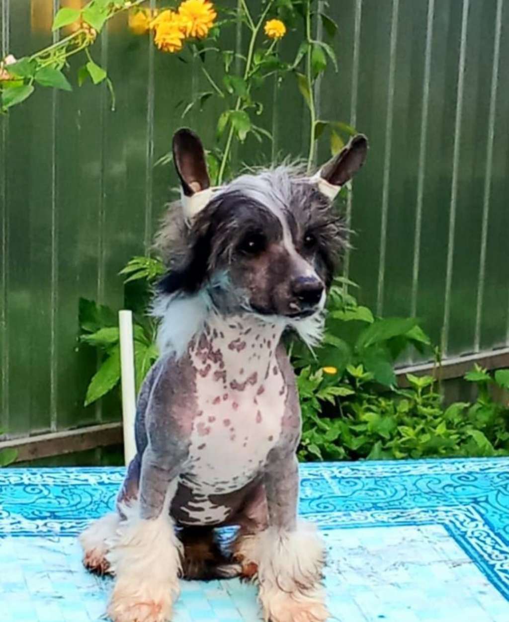 Angel O' Check Eliza