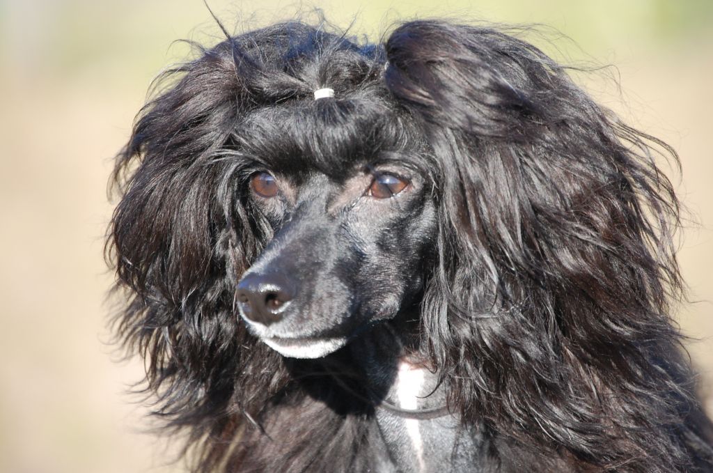 Pinky Twinky Dark Secret Love