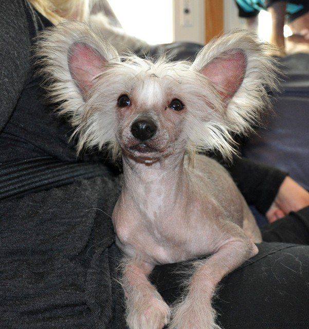 Fiabella's Tricky Angel