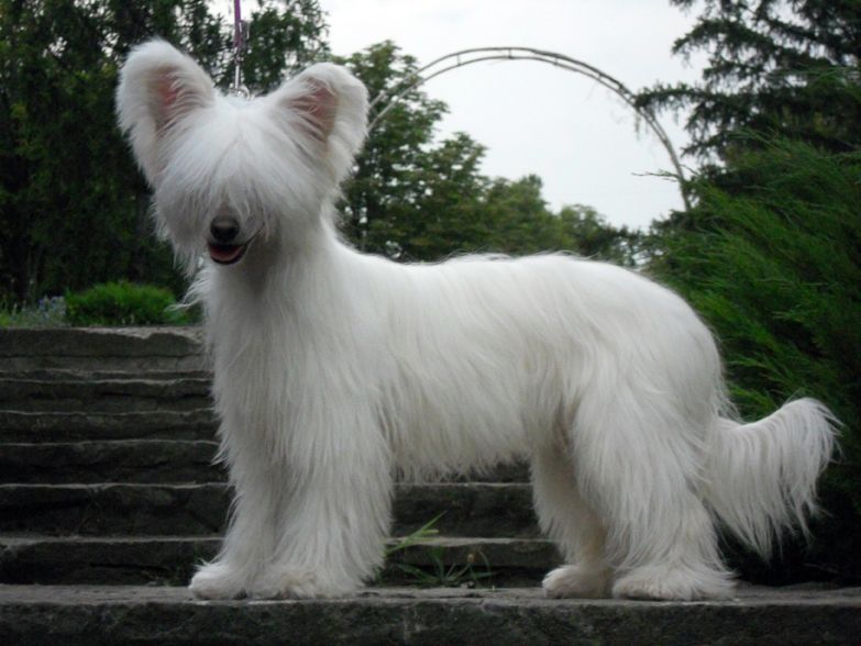 Djemanshi Tseremonia