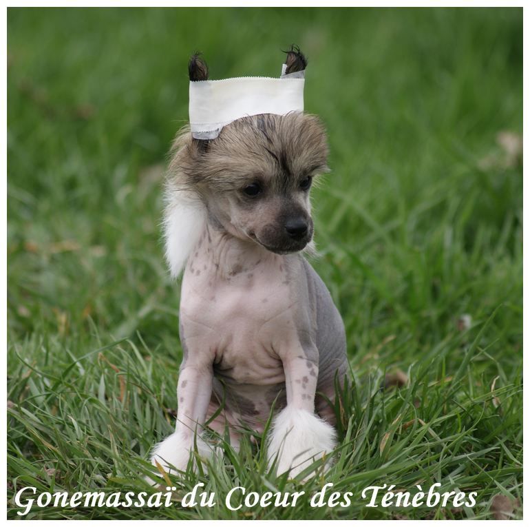 GonemassaÏ Du Coeur Des Tenebres