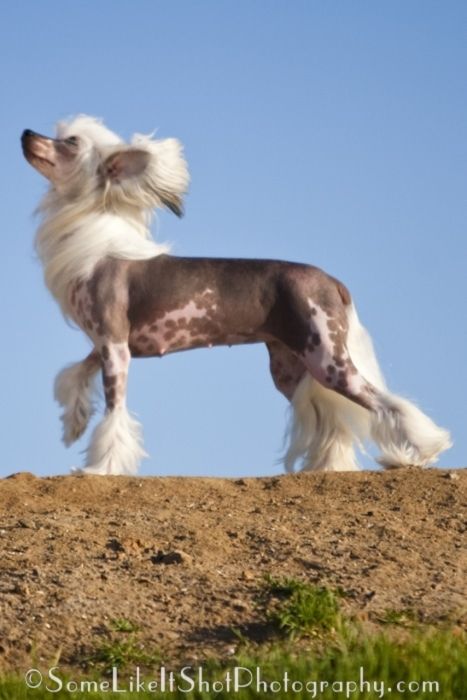 Dunwin Startide Rising