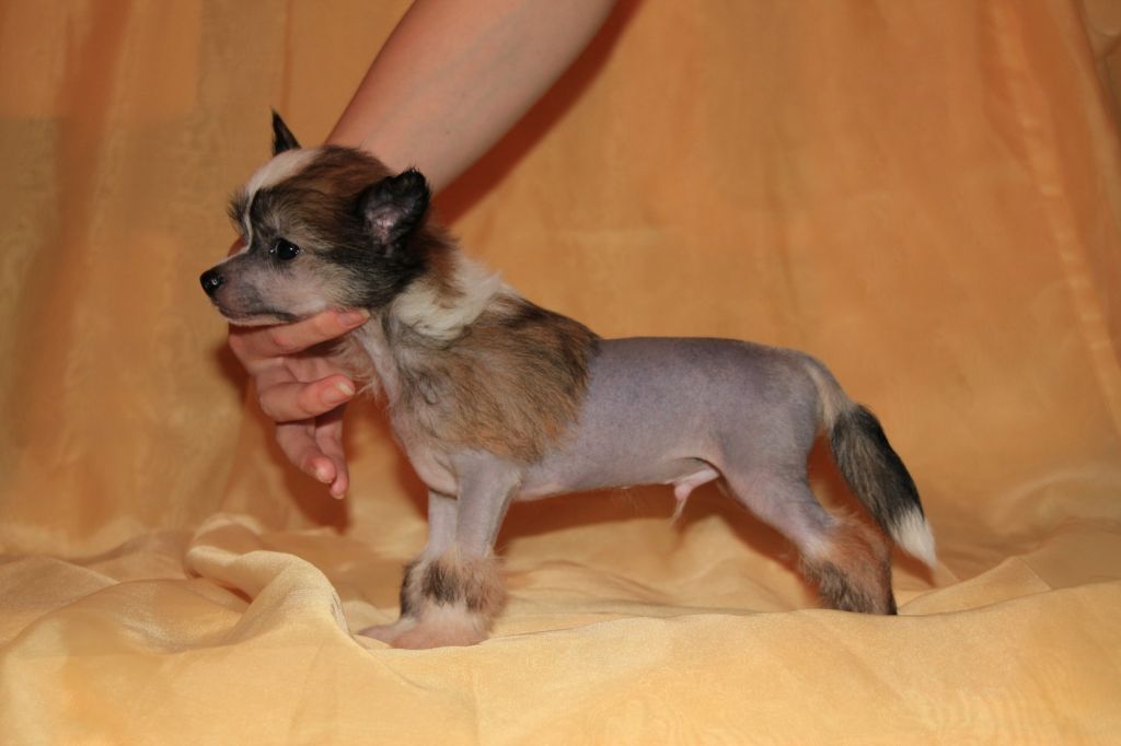 Vivalen Chest' i Slava