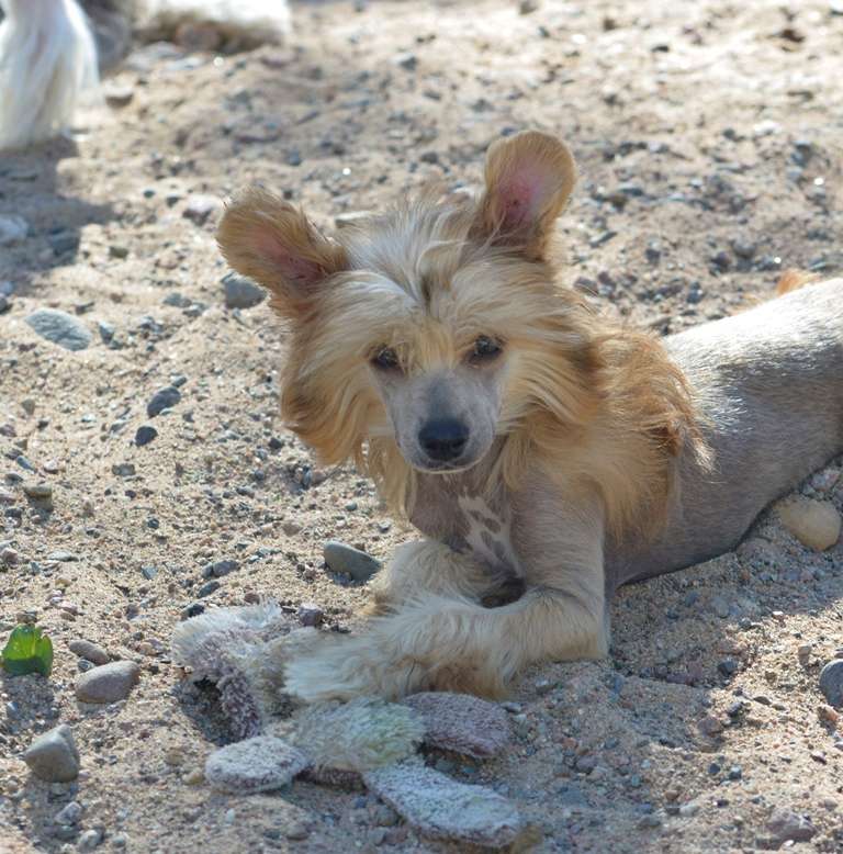 HitLine Ltd Rainbow Fire