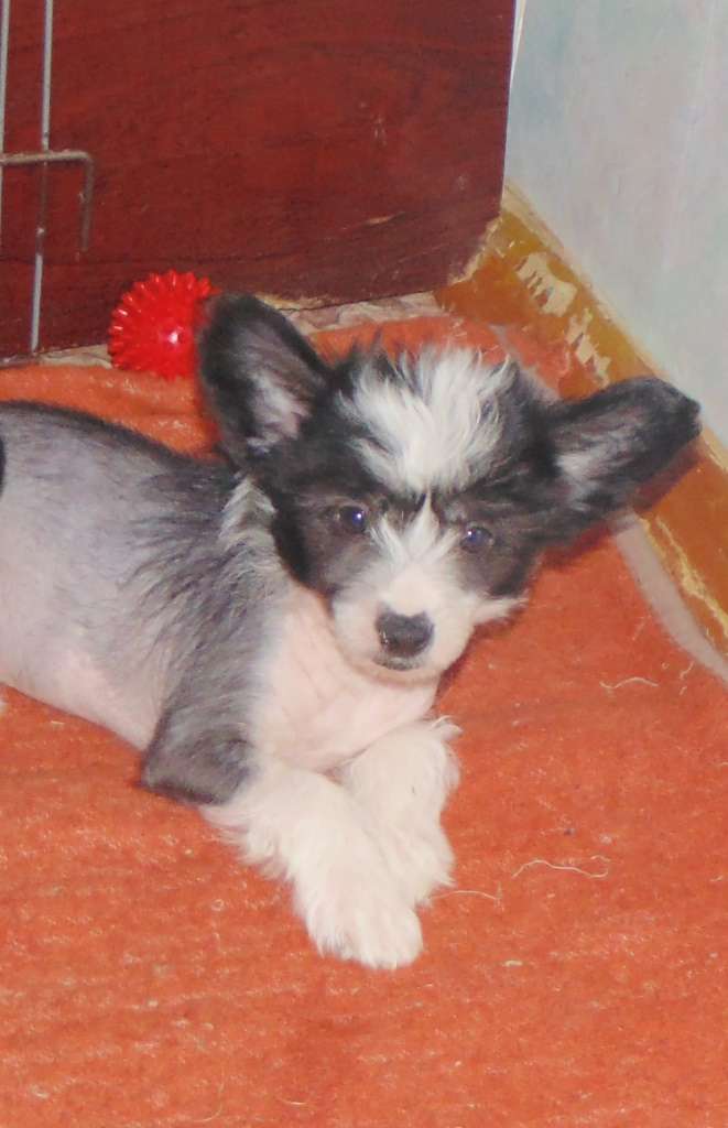 Karnelius Kosmicheskij Potceluj Vselennoj