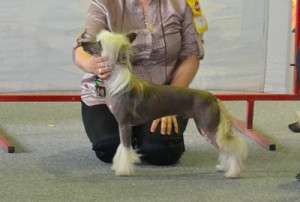 Angel O' Check Azart.