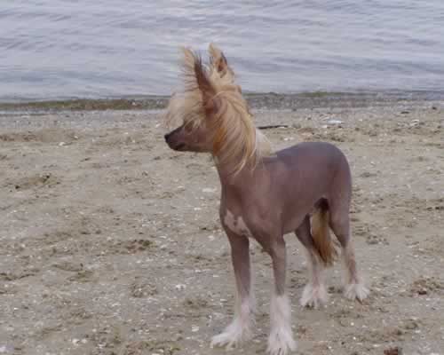 Agent 007 z Wyspy Uznam