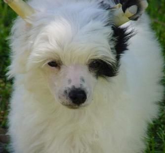 Kalypso's Tis The Season 