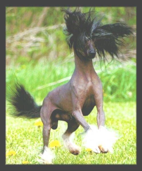 Shawcrest Deeply Dippy