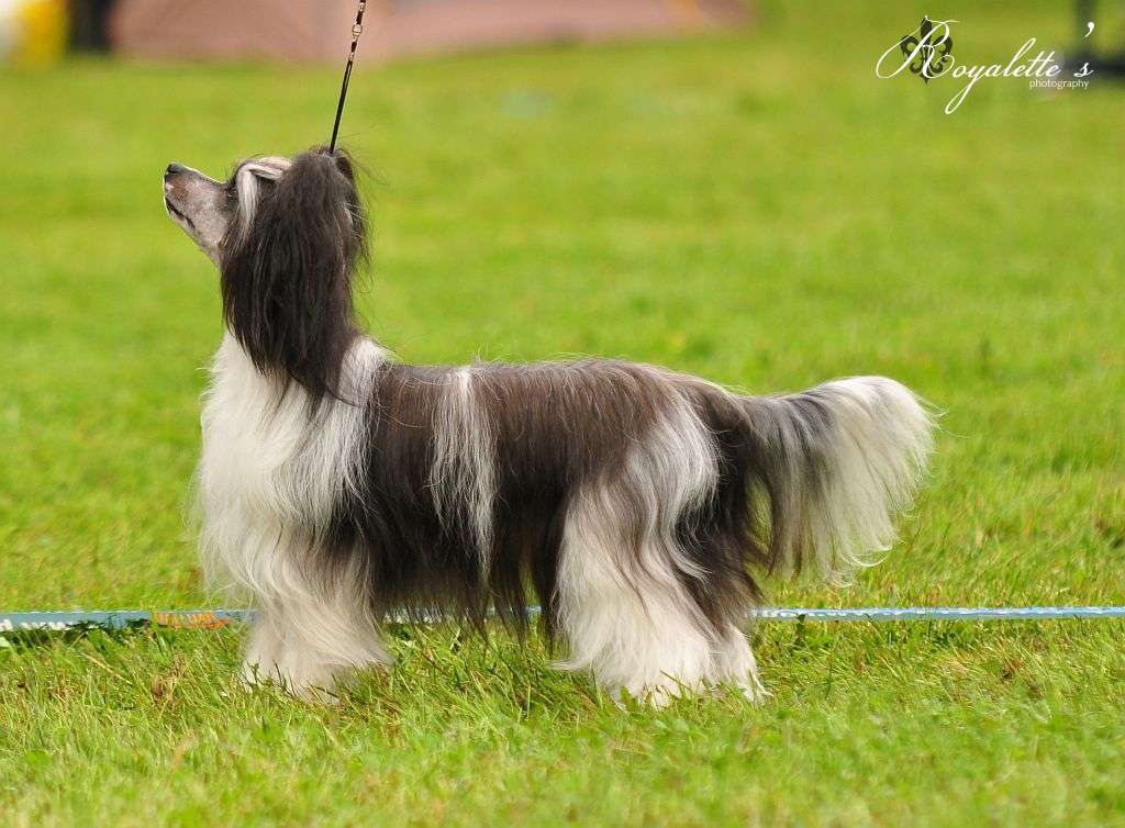 Marppulan AavistuksenUjo