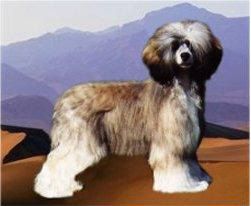 Lionheart Krack Attack