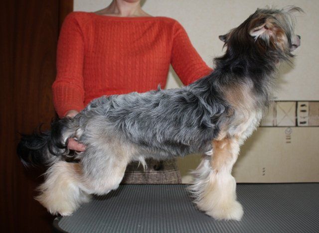 True Magnifisen Oliver Black Beaver