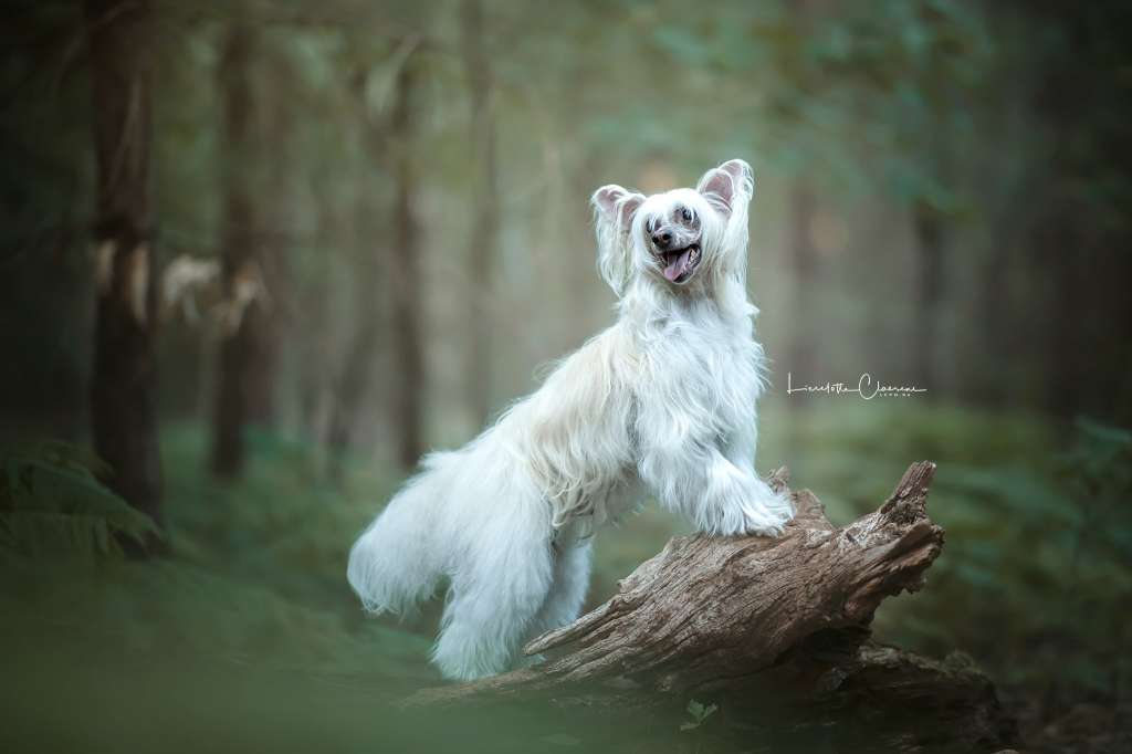 Dresscode-Zero Junkie XL