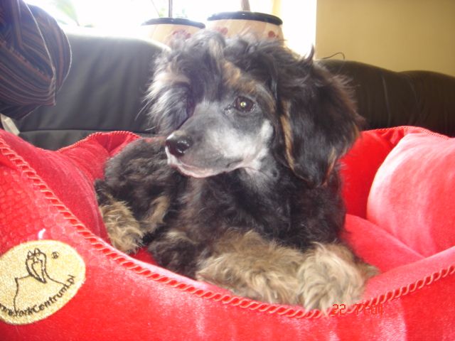 Branko z Lubuskiej wsi