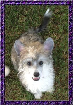 Marquis Wish Upon A Star Pp