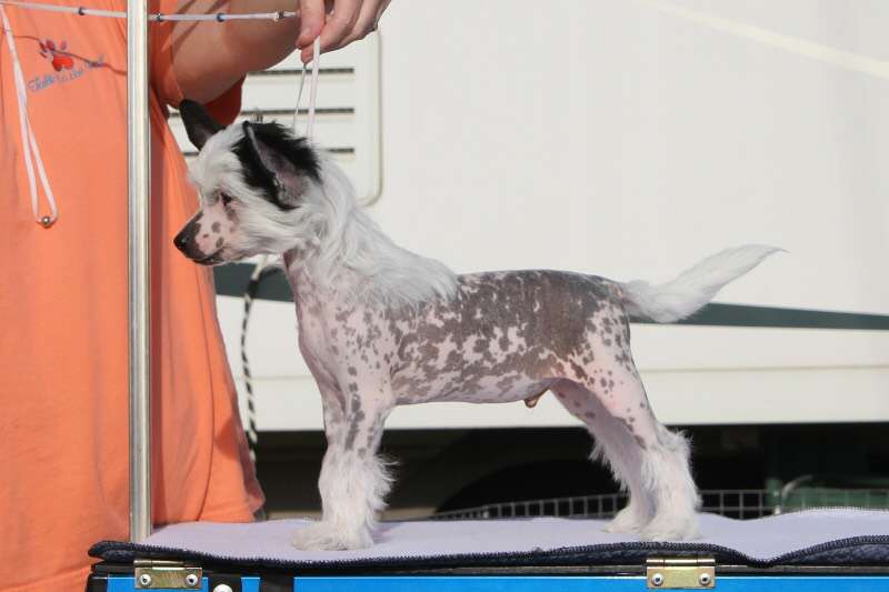 Belews Good Godfrey Goldman