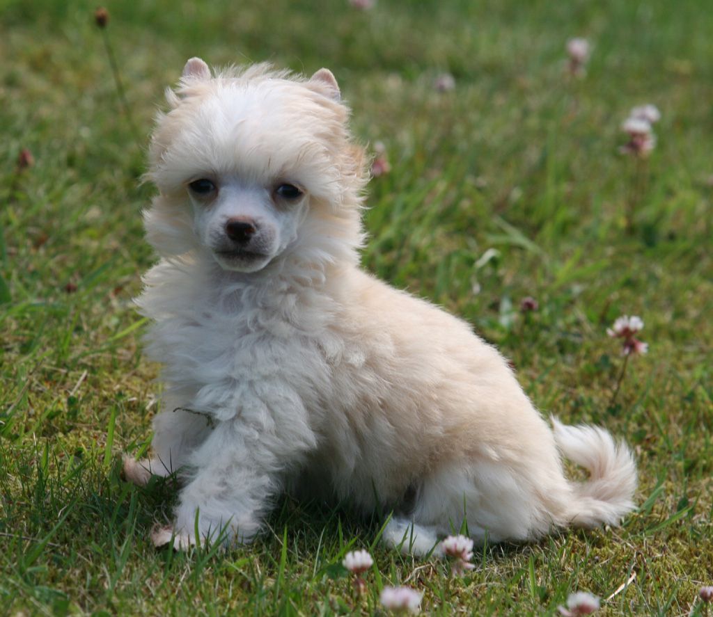 Biscuit of cream de Almamasan