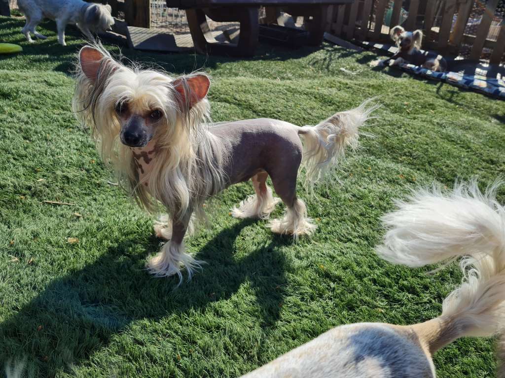 Twilight Of Livin la Vida Loca