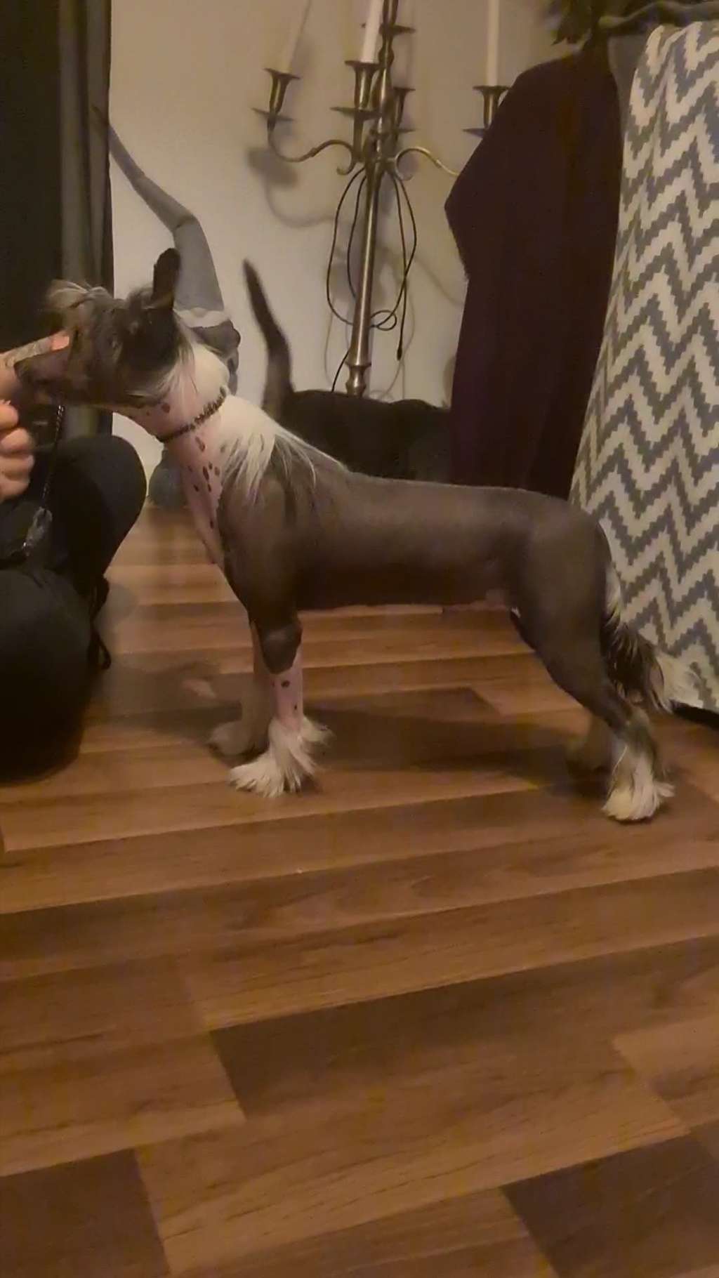 Artic Flyer's Enjoy It