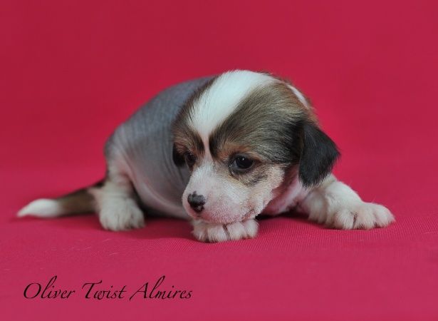 Oliver Twist Almires