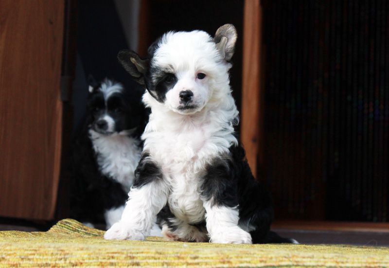 Dag Barni Miracolo Dell'anima