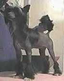 Whispering Ln' I Believe I Can Fly