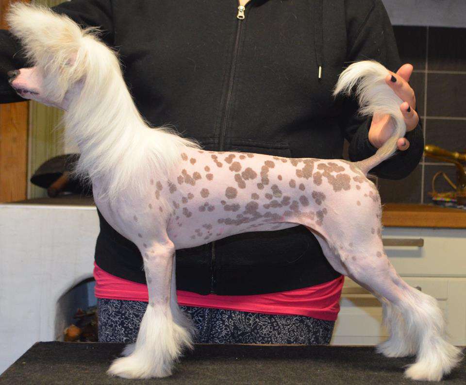 Jean Dark Honey Honey