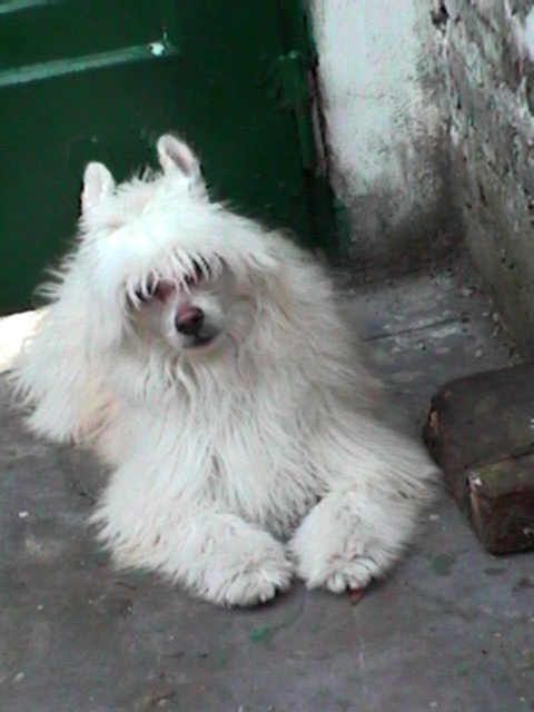 Luna Dorada Caricias