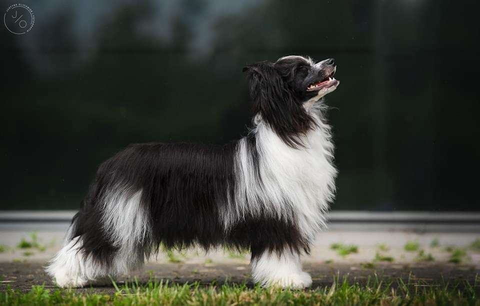 Emerald Crush Gattaca