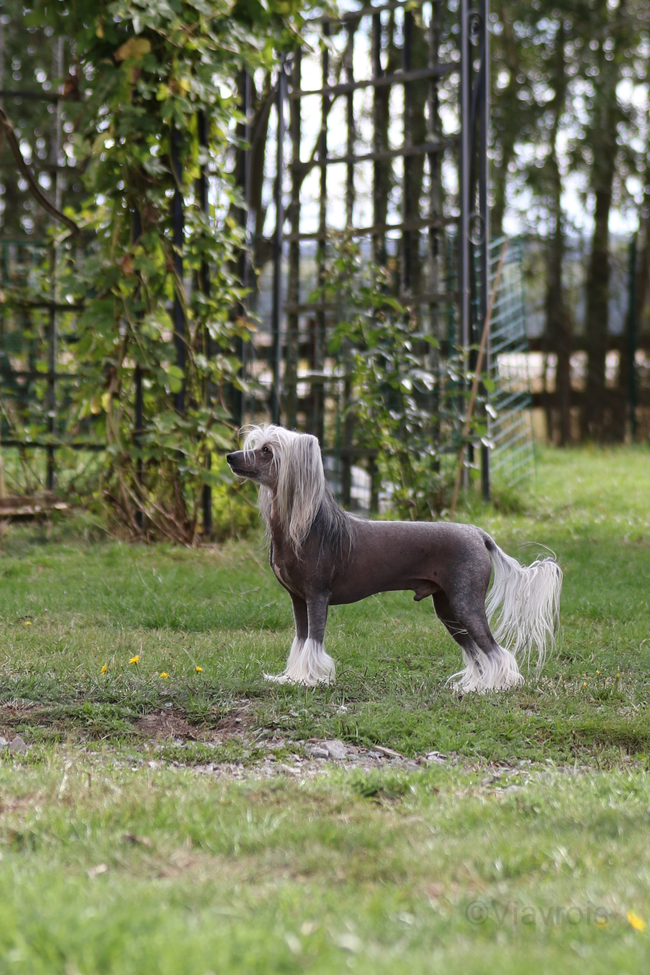 Viavrois Charming Casanova