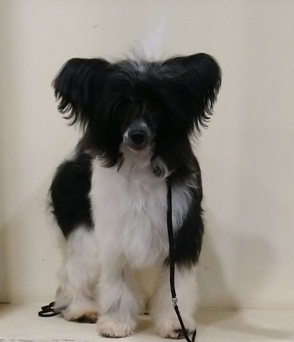 Galser Uspeshnyy Mirosha